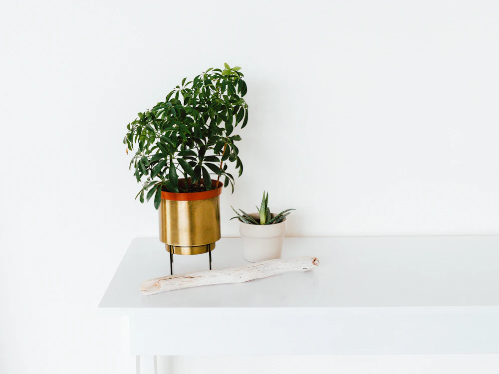 Mesa blanca con dos plantas pequeñas en macetas sobre fondo claro