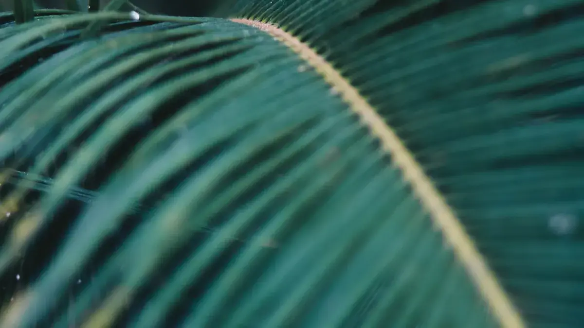 Hojas de palmera en tonos verdes oscuros con la luz recortando las nervaduras