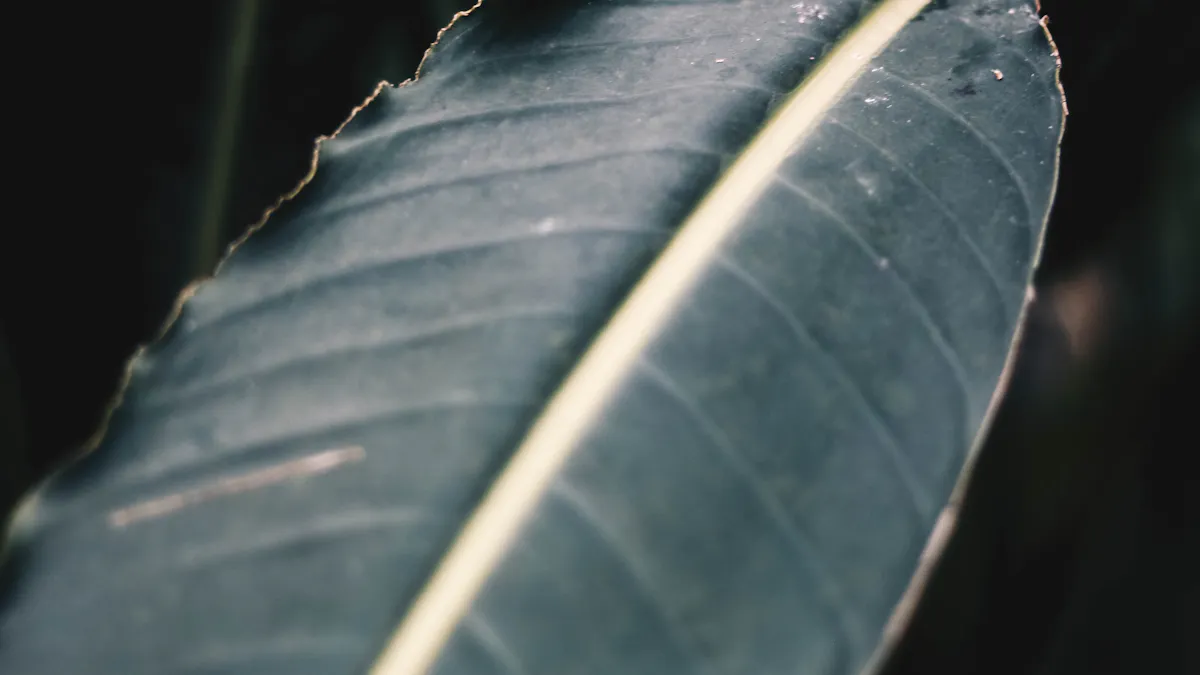 Primer plano de una hoja verde oscura con la nervadura central iluminada